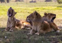 Growing in Freedom: 18 Years Since the Rescue of the Braila Lions Growing in Freedom: 18 Years Since the Rescue of the Braila Lions