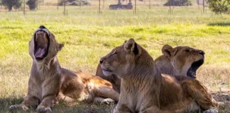 Growing in Freedom: 18 Years Since the Rescue of the Braila Lions Growing in Freedom: 18 Years Since the Rescue of the Braila Lions
