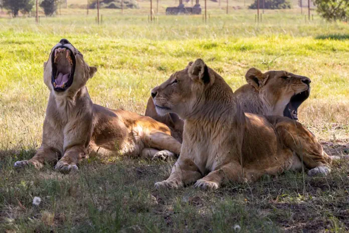 Growing in Freedom: 18 Years Since the Rescue of the Braila Lions Growing in Freedom: 18 Years Since the Rescue of the Braila Lions