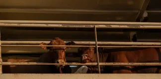 Time to End Live Animal Exports