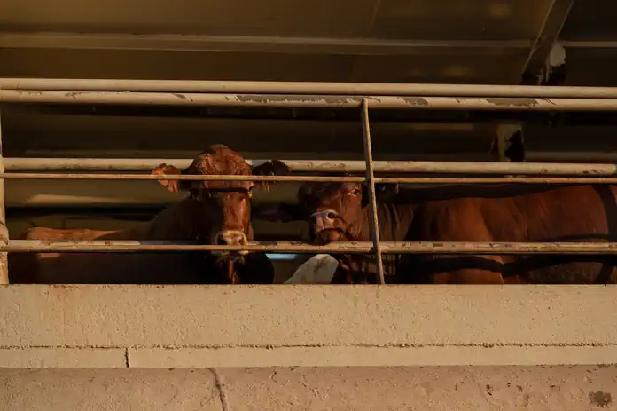 Time to End Live Animal Exports Time to End Live Animal Exports