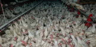 Factory Farming Fuels Climate Crisis and Animal Suffering, Warns FOUR PAWS Factory Farming Fuels Climate Crisis and Animal Suffering, Warns FOUR PAWS