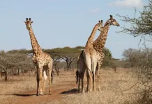 8 Things You Probably Didn’t Know About Giraffes This World Giraffe Day 8 Things You Probably Didn’t Know About Giraffes This World Giraffe Day