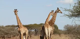8 Things You Probably Didn’t Know About Giraffes This World Giraffe Day