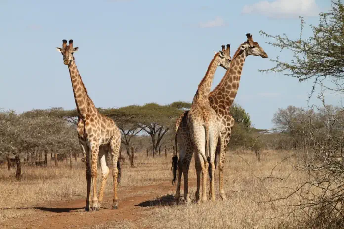 8 Things You Probably Didn’t Know About Giraffes This World Giraffe Day 8 Things You Probably Didn’t Know About Giraffes This World Giraffe Day