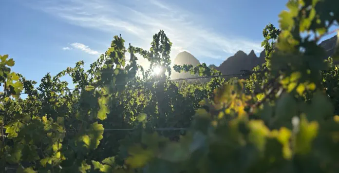 Avontuur Vineyard Sunset