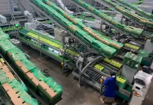 Ceres Fruit Growers (CFG), one of Tru-Cape Fruit Marketing’s shareholder packhouses