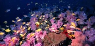 South African-established Marine Protected Areas (MPA) Day Gets United Nations Endorsement in 2026