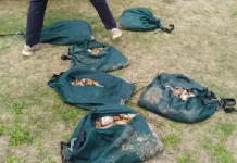 Major Gqeberha Illegal Abalone Recovery Yields Over 1,000 Units Valued at R130,000 Major Gqeberha Illegal Abalone Recovery Yields Over 1,000 Units Valued at R130,000