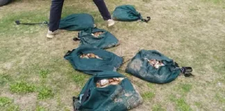 Major Gqeberha Illegal Abalone Recovery Yields Over 1,000 Units Valued at R130,000 Major Gqeberha Illegal Abalone Recovery Yields Over 1,000 Units Valued at R130,000