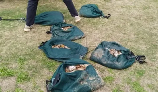 Major Gqeberha Illegal Abalone Recovery Yields Over 1,000 Units Valued at R130,000 Major Gqeberha Illegal Abalone Recovery Yields Over 1,000 Units Valued at R130,000