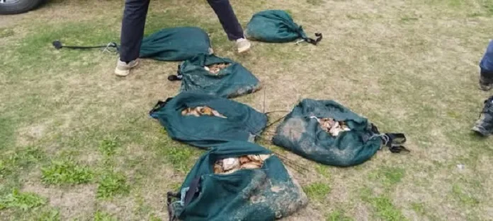 736880054_1022264740194506_977653366396357855_n Major Gqeberha Illegal Abalone Recovery Yields Over 1,000 Units Valued at R130,000