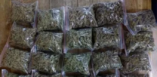 Community Tip-Off Triggers R25,000 Dagga Seizure in Bloemfontein CBD Community Tip-Off Triggers R25,000 Dagga Seizure in Bloemfontein CBD