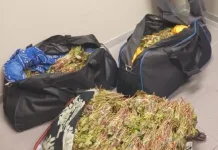 Border Policing Foils Khat Trafficking Attempt at Cape Town International Airport Border Policing Foils Khat Trafficking Attempt at Cape Town International Airport