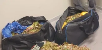 Border Policing Foils Khat Trafficking Attempt at Cape Town International Airport Border Policing Foils Khat Trafficking Attempt at Cape Town International Airport