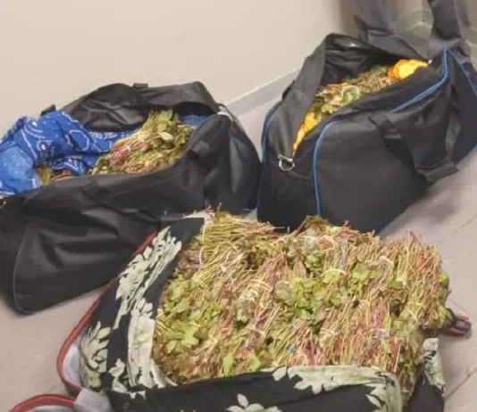 Border Policing Foils Khat Trafficking Attempt at Cape Town International Airport Border Policing Foils Khat Trafficking Attempt at Cape Town International Airport