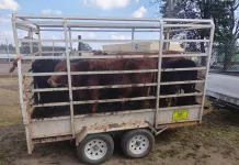 26-Year-Old Suspect Arrested for Stock Theft in Lothair as Second Fugitive Evades Manhunt 26-Year-Old Suspect Arrested for Stock Theft in Lothair as Second Fugitive Evades Manhunt