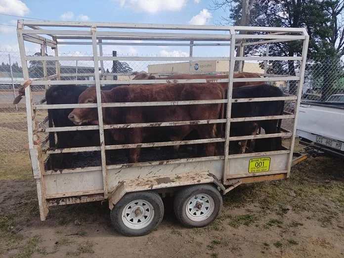 746003080_1462480575903578_7449533968394267030_n 26-Year-Old Suspect Arrested for Stock Theft in Lothair as Second Fugitive Evades Manhunt