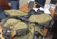 Drug Dealing Arrest in Jacobsdal: 40-Year-Old Suspect to Face Magistrate’s Court After Dagga Seizure Drug Dealing Arrest in Jacobsdal: 40-Year-Old Suspect to Face Magistrate’s Court After Dagga Seizure