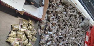 Early Morning Drug Bust in Kakamas Leads to Arrest of Local Dealer and R20,000 Dagga Seizure