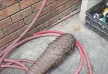 Five Suspects Detained Following Major Pangolin Arrest in Malmesbury Five Suspects Detained Following Major Pangolin Arrest in Malmesbury