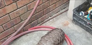 Five Suspects Detained Following Major Pangolin Arrest in Malmesbury