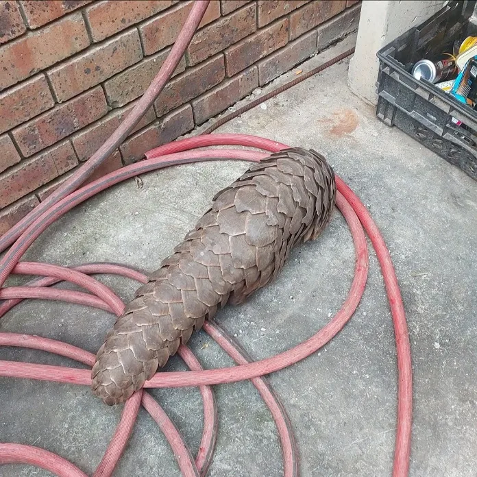 749714059_1004224845744290_1468998697641262014_n Five Suspects Detained Following Major Pangolin Arrest in Malmesbury