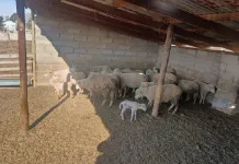 Elderly Man Detained in Eastern Cape Stock Theft Arrest Following Recovery of R25,000 Livestock