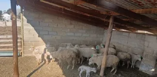 Elderly Man Detained in Eastern Cape Stock Theft Arrest Following Recovery of R25,000 Livestock Elderly Man Detained in Eastern Cape Stock Theft Arrest Following Recovery of R25,000 Livestock