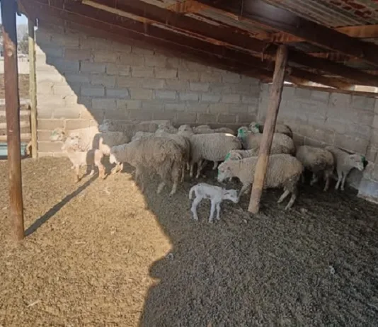 Elderly Man Detained in Eastern Cape Stock Theft Arrest Following Recovery of R25,000 Livestock Elderly Man Detained in Eastern Cape Stock Theft Arrest Following Recovery of R25,000 Livestock