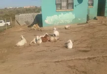 60-Year-Old Woman Arrested in Qonce for Possession of Suspected Stolen Livestock