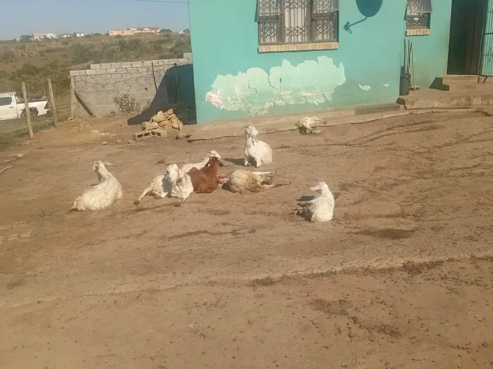 752674234_1470461351772167_3311676420904625980_n 60-Year-Old Woman Arrested in Qonce for Possession of Suspected Stolen Livestock
