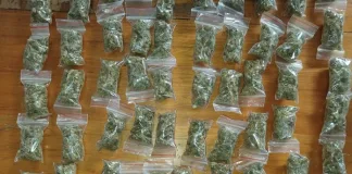 Bloemfontein Dagga Dealing Bust: Two Arrested in Willows as Police Seize R77,400 in Cannabis Bloemfontein Dagga Dealing Bust: Two Arrested in Willows as Police Seize R77,400 in Cannabis