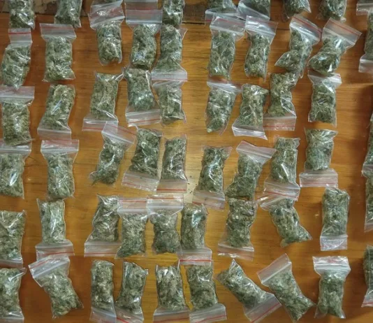 Bloemfontein Dagga Dealing Bust: Two Arrested in Willows as Police Seize R77,400 in Cannabis Bloemfontein Dagga Dealing Bust: Two Arrested in Willows as Police Seize R77,400 in Cannabis