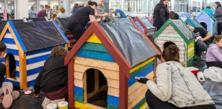 Grab a paintbrush: CapeGate’s Dogbox Project needs you this Mandela Day