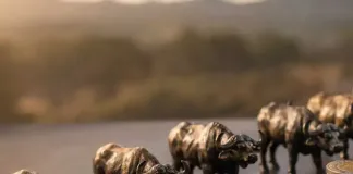 The buffalo effect: How one R100 ‘clipper’ could be worth more than R200,000