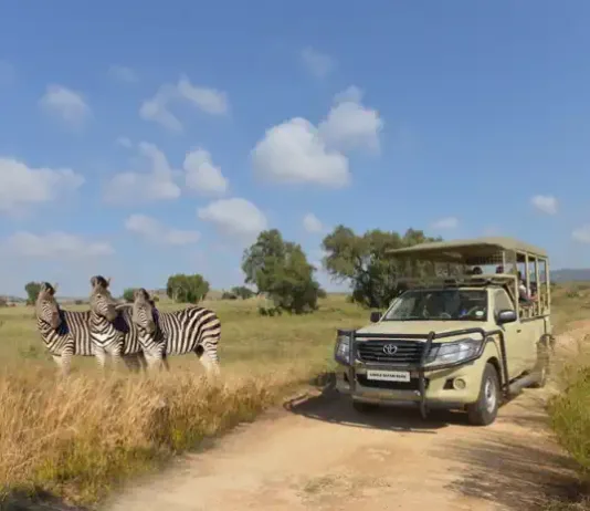 Why the Bothongo Rhino & Lion Nature Reserve Is the Perfect Winter Holiday Adventure for the Whole Family Bothongo Rhino & Lion Nature Reserve