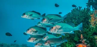 30×30 Countdown: With Four Years to Go, Are We on Track to Protect the Ocean?