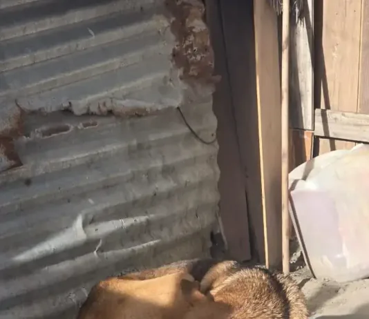 FOUR PAWS Drive Delivers 67 Kennels of Hope and More FOUR PAWS Drive Delivers 67 Kennels of Hope and More