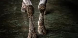 Protecting Communities Starts with Protecting Animals