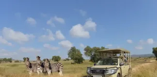 Your Next Safari Could Be Doing More for  Conservation Than You Think