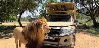 Why Every Johannesburg Family Should Take Their Kids on Safari. Image supplied by PR company for the Lion & Safari Park.