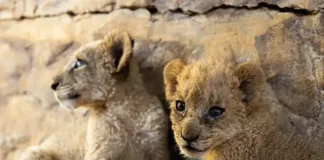 World Lion Day 2026: United for Lions World Lion Day 2026: United for Lions