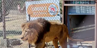 15 Rescued Big Cats Arrive Safely at LIONSROCK 15 Rescued Big Cats Arrive Safely at LIONSROCK