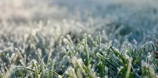 IF YOUR GARDEN COULD TALK, WHAT WOULD IT BE SAYING THIS WINTER?