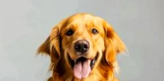 Responsible dog ownership starts with what’s in their bowl