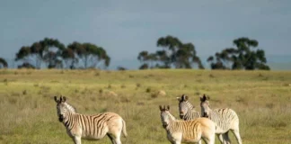 South African Tourism Sector Urged to Prepare for Severe Super El Niño Droughts South African Tourism Sector Urged to Prepare for Severe Super El Niño Droughts