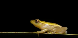 Hyperolius pickersgilli. Pickersgills - Reed Frog. Image credit: Grant Evans