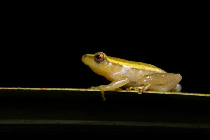 Hyperolius pickersgilli. Pickersgills - Reed Frog. Image credit: Grant Evans