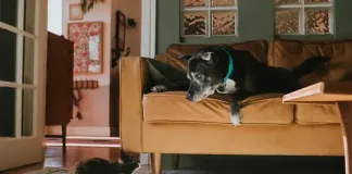 When “Getting Older” Could Actually Mean Osteoarthritis in Your Pet